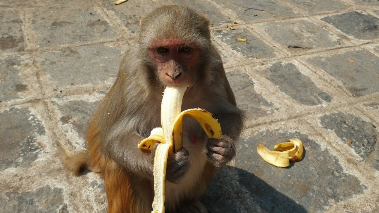 banana:b4hnuk08dew= monkey